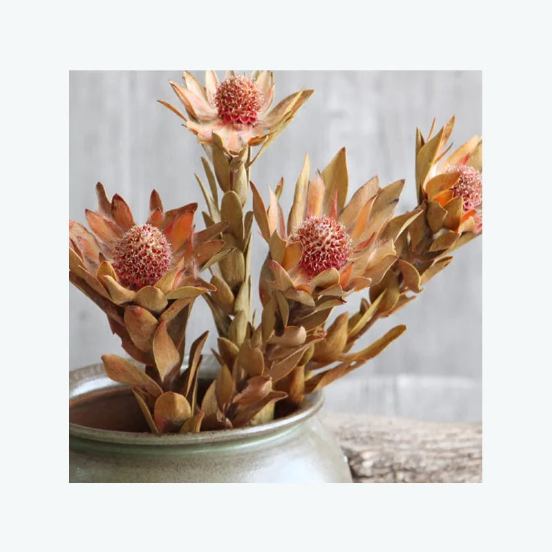 Instagram Popular Dried Flowers South African Phoenix Flower Chrysanthemum for Home Wedding Decor