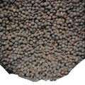 Premium Quality Raw Dried Java Pepper Cubeb Fruits