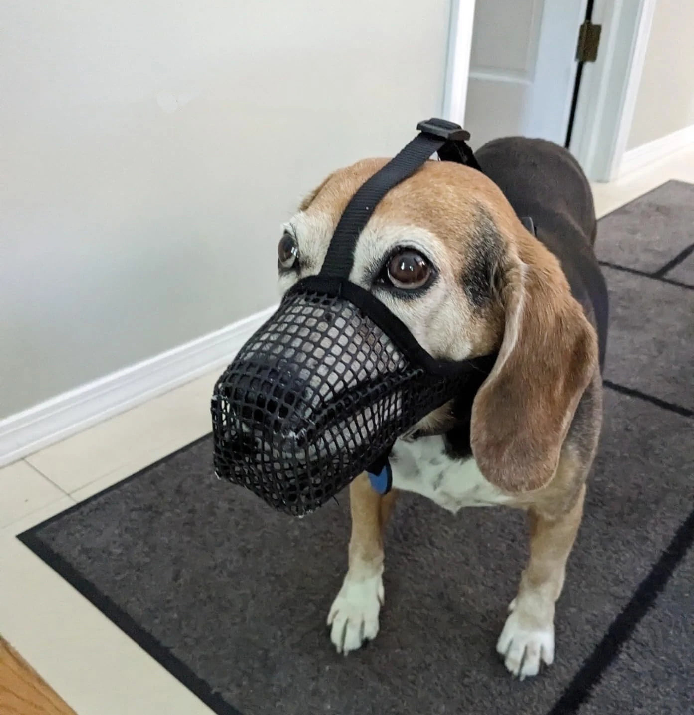 Pet Dog Muzzle Anti-lick Anti-Biting Chewing Bark Licking Mouth Cover Mesh Mask