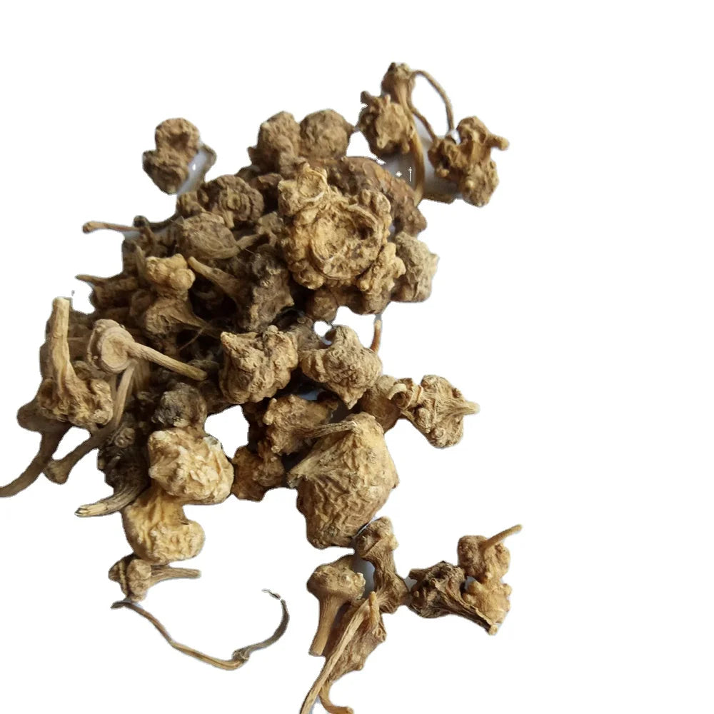 Zhu Zi Shen Natural Dried Panax Japonicus Var. Major Rhozime Root for Herb