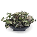 Natural Jin Qian Cao HERBA LYSIMACHIAE Lysimachia Christina Whole Plants for Sale