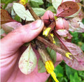 Xiao Bo Natural Raw Dried Berberis Vulgaris Stems Leaf Cuts for Sale