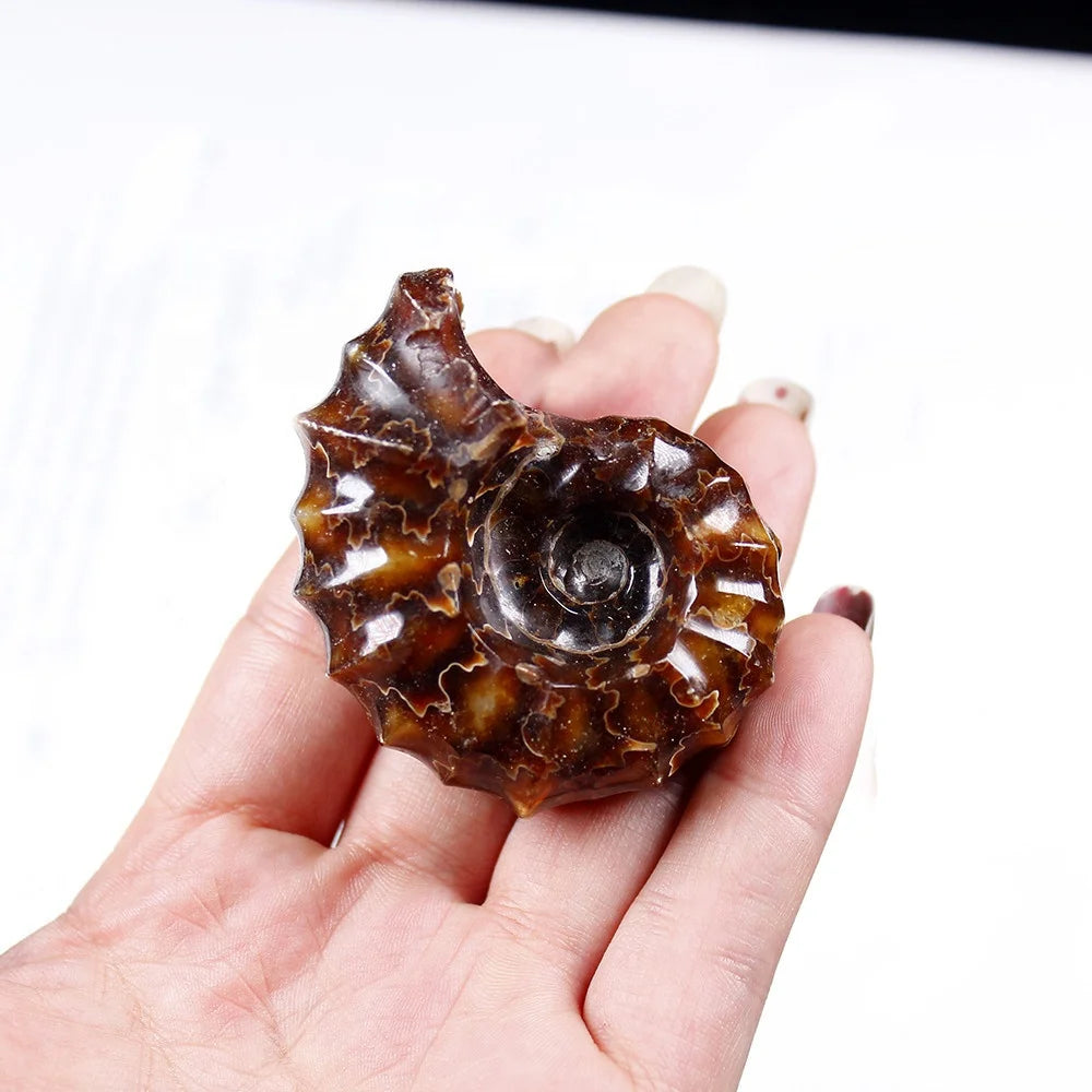 Natural Polished Conch Ammonite Mineral Specimens Collection Decoration Craft