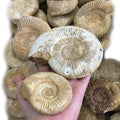 Wholesale Natural Mineral Ammonite Fossils Madagascar Conch Fossils Specimen