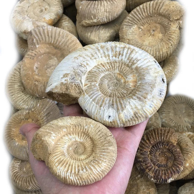 Wholesale Natural Mineral Ammonite Fossils Madagascar Conch Fossils Specimen
