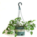 16cm Dark Green Round Plastic Hanging Flowerpot Wholesale Hanging Pot
