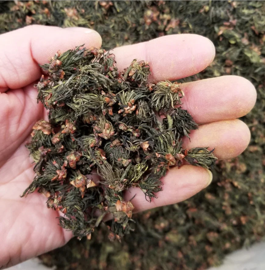 Du Zhong Tuchong  Eucommia Flower 100% Natural Dried Eucommia Ulmoides Whole Flowers for Sale