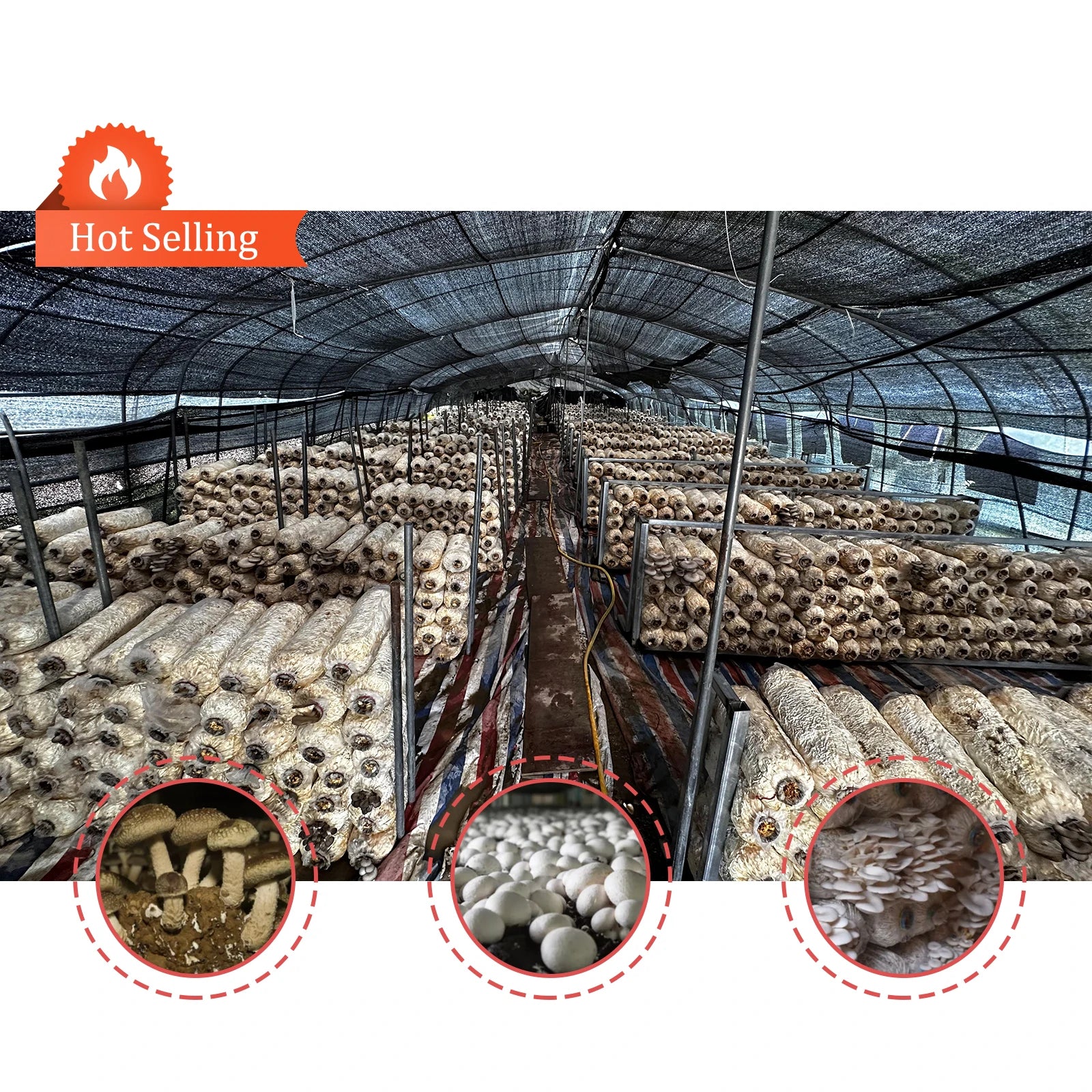Agricultural Mushroom Green House Shade Net Blackout Greenhouse for Mushroom Cultivation