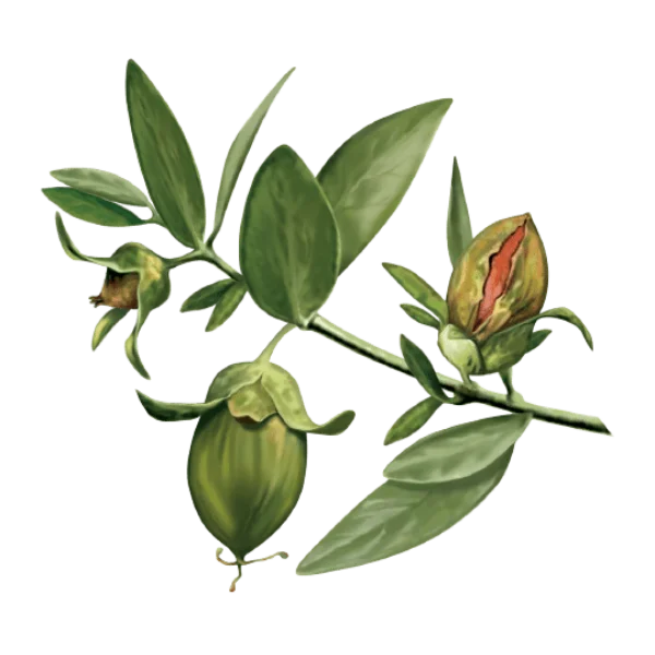 Golden Jojoba Oil for Cosmetics -100% Pure Natural Simmondsia Chinensis Seed Cold Pressed Carrier Oil Hexane Free | 1kg