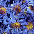 EU Standard Bulk Blue Lotus Tea Full Dried Organic Flowers Wholesale Lucid Dreaming Smoking Nymphaea Caerulea 500g/Pack