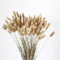 Wholesale Natural Flowers Dried Rabbit Tail Grass Lagurus Ovatus Flowers Bunny tails Grass for Home Decoration