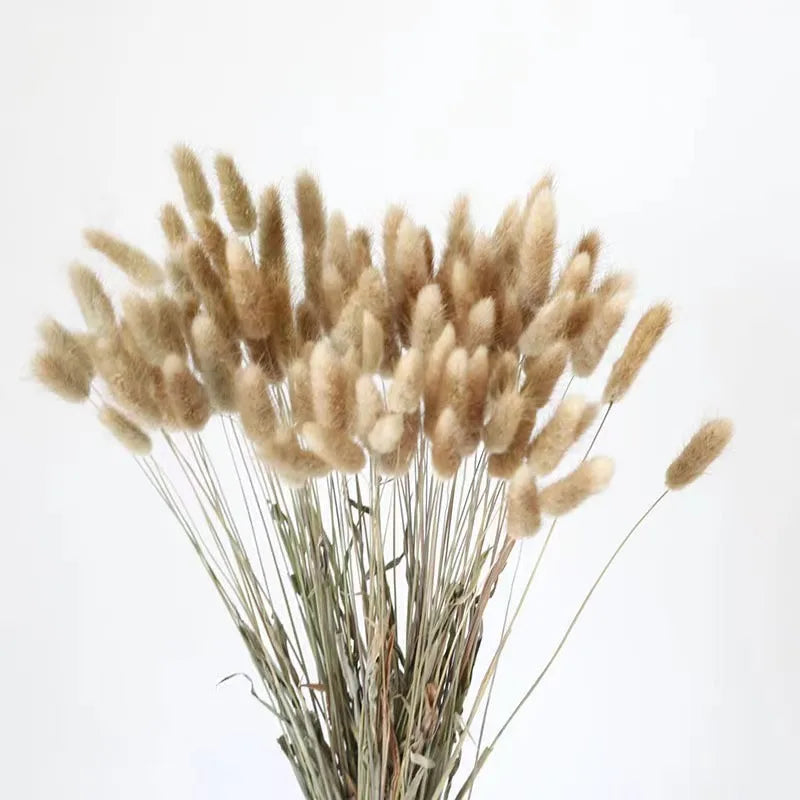 Wholesale Natural Flowers Dried Rabbit Tail Grass Lagurus Ovatus Flowers Bunny tails Grass for Home Decoration
