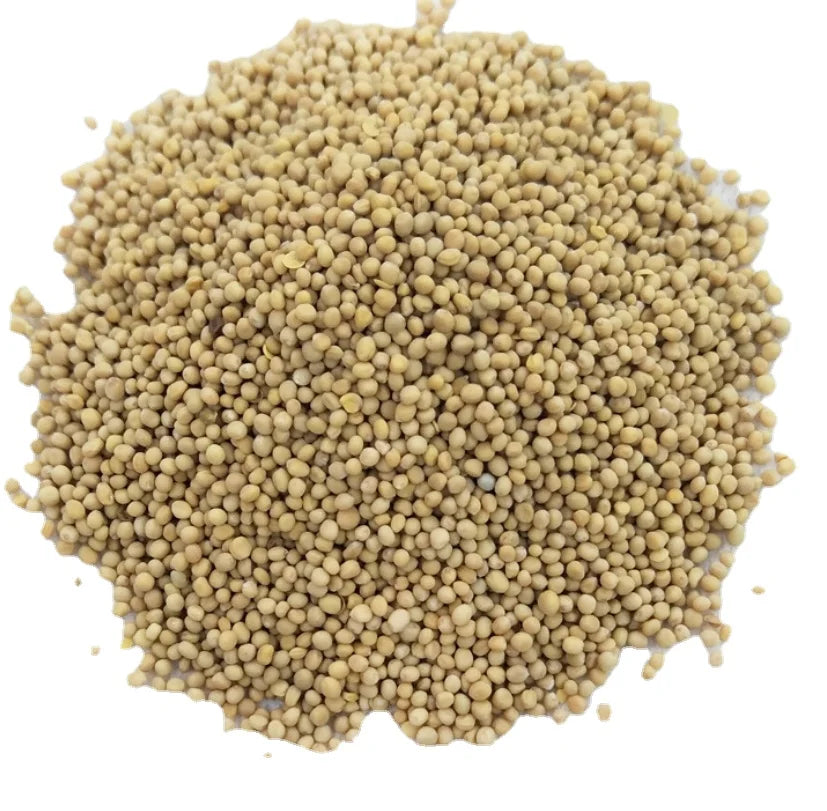 Chengyitang Raw Pure Natural India Mustard Seeds 3 Year Shelf Life Green