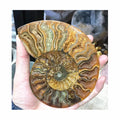 Hot Sale Natural Folk Crafts Big Size Ammonite Fossil Nautilus Shell Cut Slices Specimen for Decoration