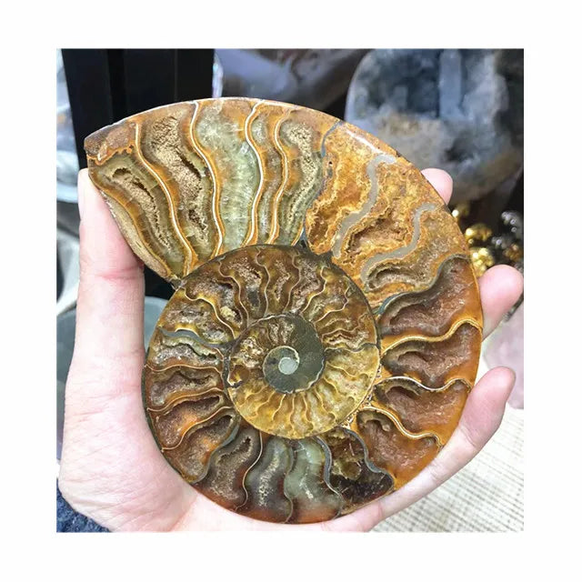 Hot Sale Natural Folk Crafts Big Size Ammonite Fossil Nautilus Shell Cut Slices Specimen for Decoration