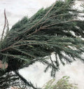 High Quality Dried Raw Melaleuca Alternifolia Twigs and Leaves