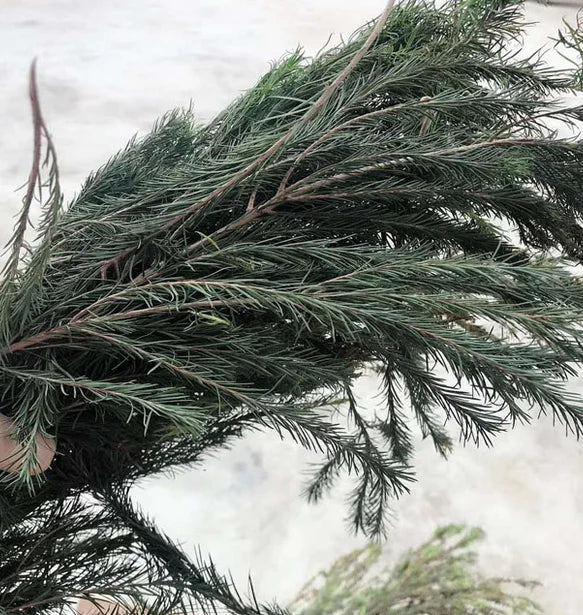 High Quality Dried Raw Melaleuca Alternifolia Twigs and Leaves
