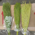 Natural Decorative Dried Flowers Plants Artemisia Oryzae Dried Flowers for Home Wedding Party Events Decor Flower Arrangement