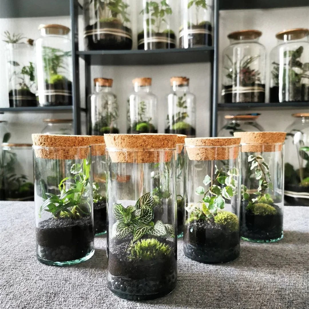 OEM Terrarium Hydroponic Plant Cylinder Vase Moss Terrarium Home Decor Tabletop DIY Forest Planter Glass with Lid for Indoor