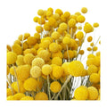 Dried Preserved Flowers Arrangements Vase Filler Dry Flower Bouquet Natural Dried Billy Balls