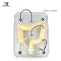 Medical Science Colonoscopy Training Model for Teaching Soft Simulation Colonic Organ Model Colon Model