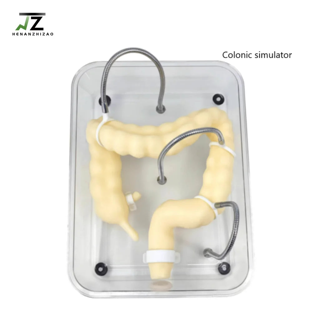 Medical Science Colonoscopy Training Model for Teaching Soft Simulation Colonic Organ Model Colon Model