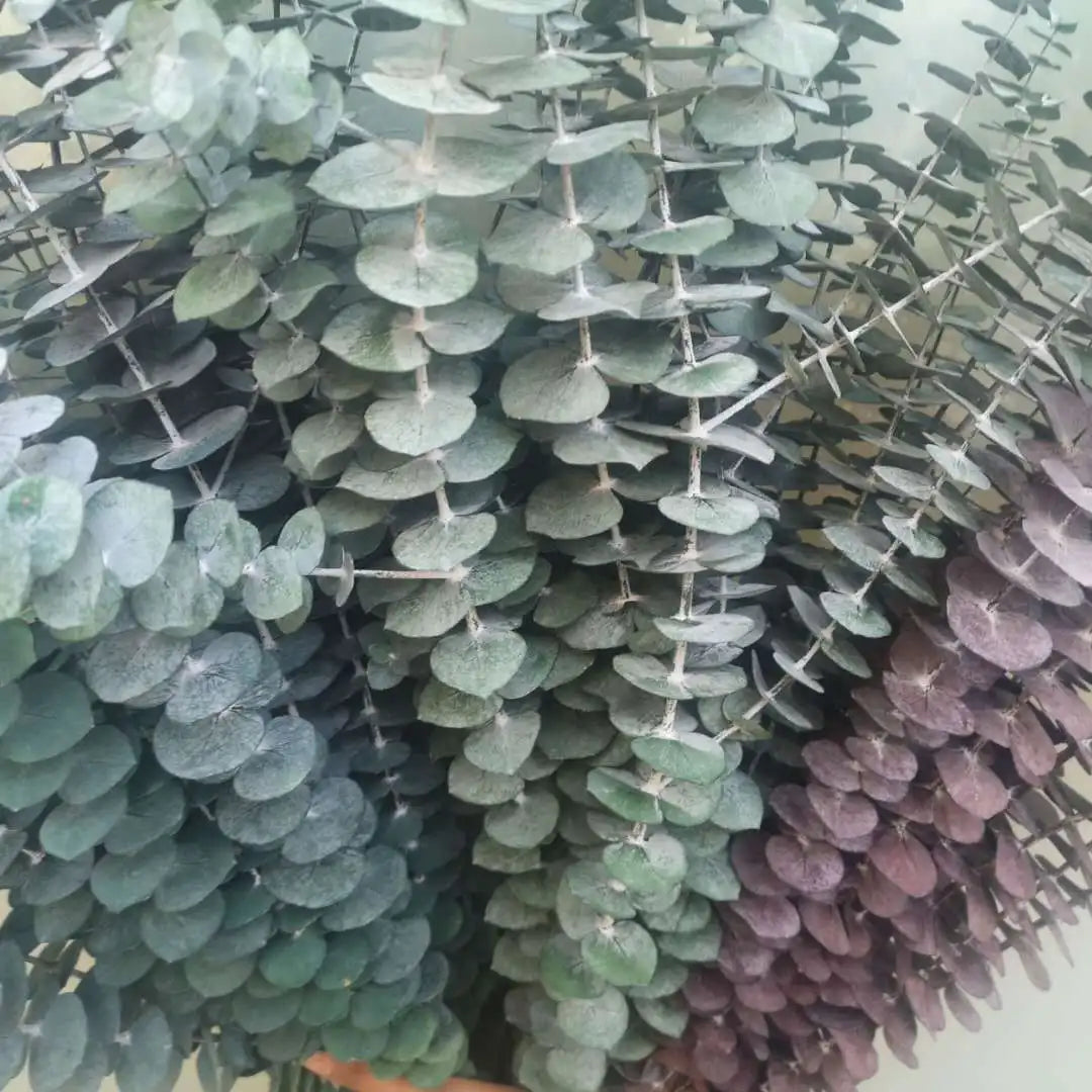 S02S-45  Wholesale Preserved Flowers Eucalyptus Dried Leaf Preserved Eucalyptus Leaves for Wedding Decoration Arrangement