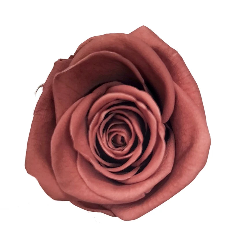 6 PCS Box 2025 New Fresh Preserved Rose Flower a Grade 50 Colors Immortal Infinity Eternal Forever Stabilized Preserved Roses