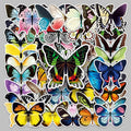Newly 50PCS not repeat cartoon insect decals lovely waterproof bridge color butterfly sticker