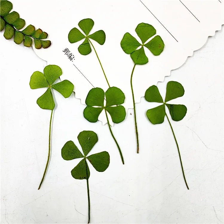 Y-E012  Nature Pressed Flowers Dried Four Leaf Clover Pressed Flowers for Nail Jewelry Resin Aromatherapy Candle DIY