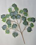 Wholesale B-2634 Real Touch Artificial Tree Branch Green Leaf and Grass for Outdoor Decorative Purpose