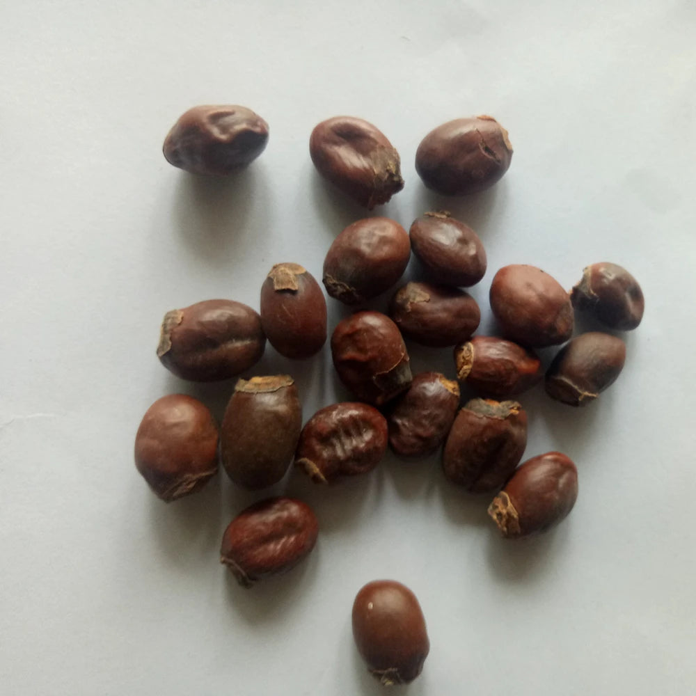Li Zhi He Dried Ripe Natural Lychee Seeds for Sale