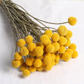 M116 Wedding Home Floral Decor Tall Dried Billy Button Balls Natural Craspedia Flower Arrangement Dry Flower Decorative Plants