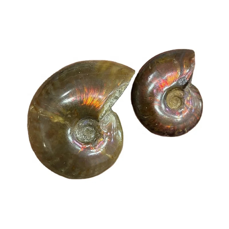 Wholesale Natural Crystal Snail Conch Fossil Mineral Specimen Ammonite Fossil