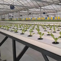 Commercial White Hydroponic Channel 100*100mm NFT System Ideal for Vertical Farming & Large-Scale Hydroponic Systems