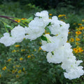 YOPIN-890 Sakura Flower Artificial Cherry Blossom Flowers for Wedding Decoration