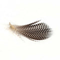 Wholesale Elegant Natural Color 3-7cm Pattern Duck Feather Wave for Crafts DIY or Jewelry-Gold Medal Seller