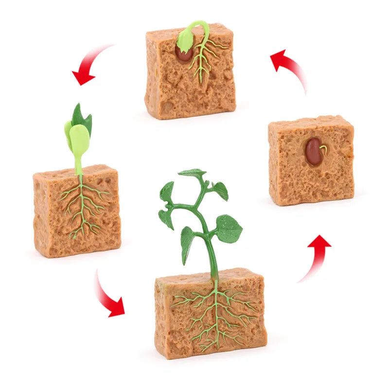 Wholesale Solid PVC Model Animal Figurines Plant Life Cycle Figurines MegaBDM