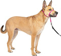 Custom Cat Dog Head Halter Pet Headcollar  Multi-colors Dog Head Collar for Training and Walking
