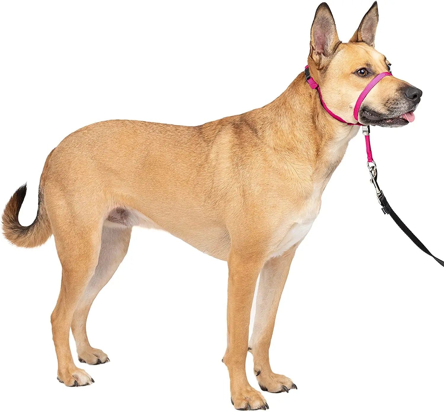 Custom Cat Dog Head Halter Pet Headcollar  Multi-colors Dog Head Collar for Training and Walking