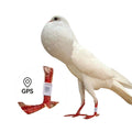Anilla De Rastreo Gps Para Palomas Localizador Gps Para Aves Pigeon Foot Ring Gps tracker for Small Birds