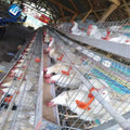 Cheap Price Chicken Cage in Pakistan Building a Type Chicken Coop Hen Cage Design Layer Poultry House Farm