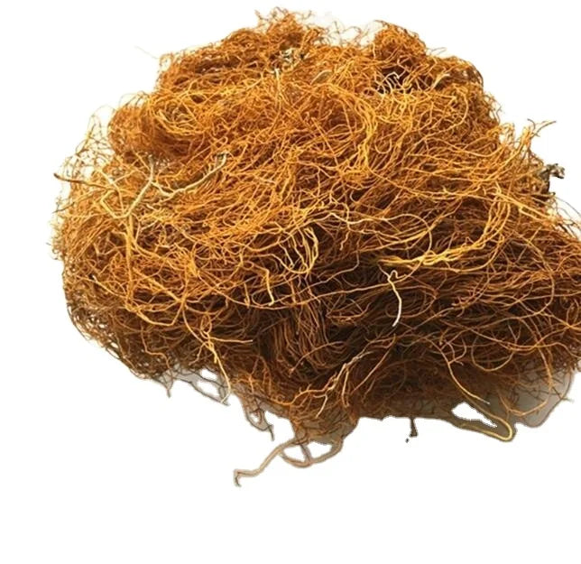Jin Si Shua Fungus Edible Chlorea Cladonioides Whole and Dried Lethariella Cladonioides Mushroom for Sale