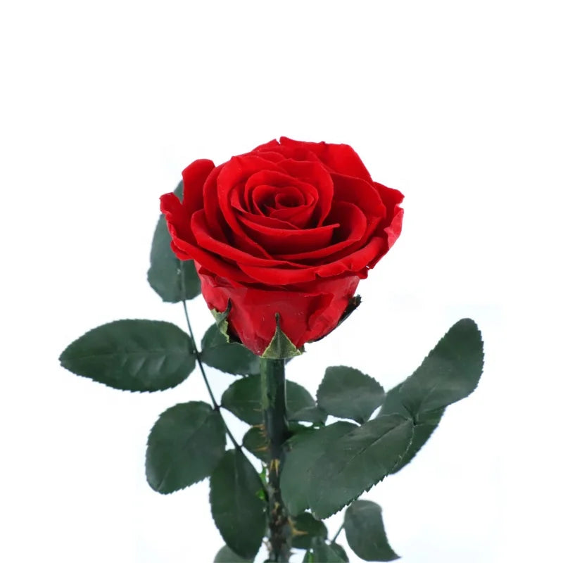 Wholesale Preserved Single Rose Head Long Stem (31cm) Multi-Colour PVC Box Father's Day Graduation Gift with Long Life