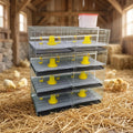 Poultry Farm Chicken Layer Cage Galvanized Wire Mesh Layer Chick Cage