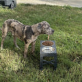 Promoting Healthy Eating Habits Raised Pet Bowl Indoor Dry Food Wet Food Dog Bowls Elevated