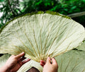 Complete Lotus Dry Leaf Original Natural Sunshine Dried Whole Lotus Leaves for Sale