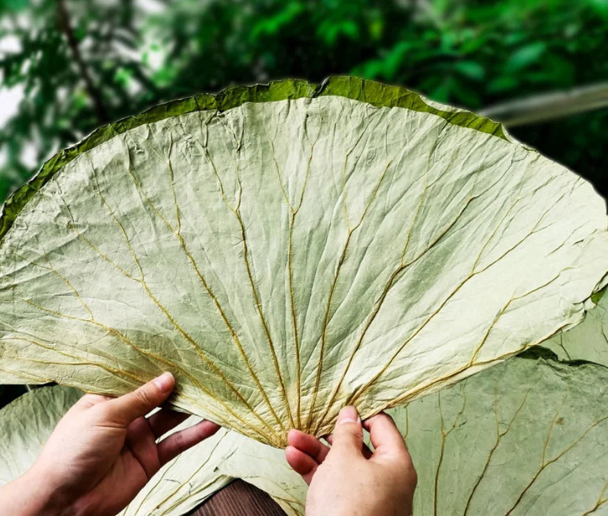 Complete Lotus Dry Leaf Original Natural Sunshine Dried Whole Lotus Leaves for Sale