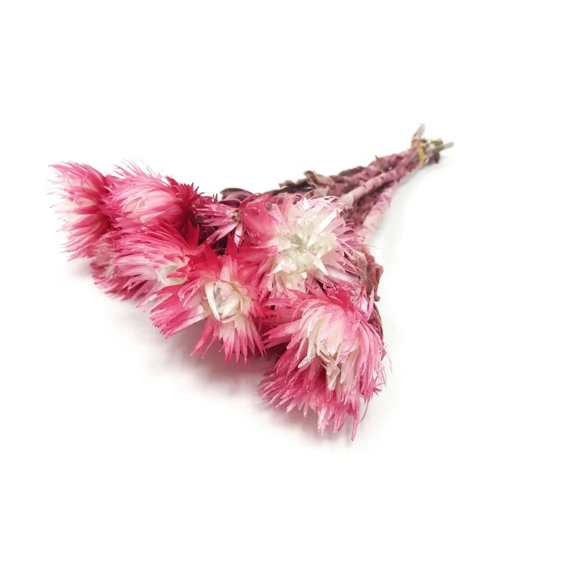 Natural Real Dried Rock Chrysanthemum Strawflower Daisy Flowers Wedding Decor Wholesale