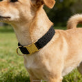 2026 New Popular Luxury Pet Accessories Dog Collar Black Lace Harness Sets with Collar Leash and Flower in Stock Direct Selling MegaBDM
